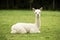 Alpaca baby sitting on the grass
