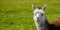 Alpaca with beautiful fur is often confused with llama, photographed in a Bavarian breeding enclosure