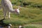 Alpaca in a bog on chilean Andes