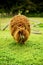 Alpaca in the Boliche national reserve, ecuador