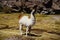 Alpaca in the Bolivian desert