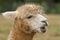 An Alpaca Close Up