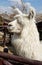 Alpaca close-up in a farm in Peru