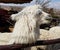 Alpaca close-up in a farm in Peru