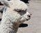 Alpaca close-up portrait in Peru, South America.