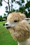 Alpaca Closeup