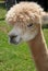 Alpaca closeup face