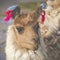 Alpaca at Colorado Lagoon, Salt Lake, Bolivia, South America.