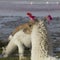 Alpaca at Colorado Lagoon, Salt Lake, Bolivia, South America.