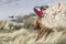 Alpaca at Colorado Lagoon, Salt Lake, Bolivia, South America.