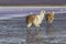 Alpaca at Colorado Lagoon, Salt Lake, Bolivia, South America.