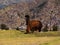 Alpaca in Cusco, Peru.