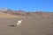 Alpaca at the desert of Dali, Bolivia
