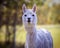 Alpaca, domesticated species of the South American camelid