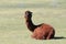 Alpaca, domesticated species of the South American camelid