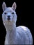 Alpaca, domesticated species of the South American camelid isolated.