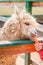 Alpaca eating a carrot from the hand of a child.