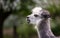 Alpaca eating grass