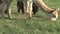 Alpaca eating grass at a farm in Canada