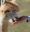 Alpaca eating from hand