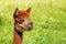 A alpaca eats a blade of green grass