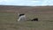 Alpaca exotic mammal wild animal in Andes mountains of Patagonia.