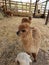 Alpaca farm straw brown male