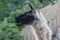 Alpaca in a farming terrace on the Inca Trail to Machu Picchu. Peru. No people.