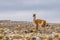 Alpaca on a field partially covered in snow