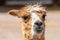 An Alpaca in the field of Terry Bison Ranch, Wyoming