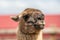 An Alpaca in the field of Terry Bison Ranch, Wyoming