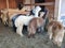 Alpaca flock with two wooly llamas at feeding with fresh hay