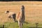 Alpaca, fluffy animal with beige fur stand next to sheep on grassland meadow in Tasmania, Australia