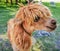 An alpaca with a funny haircut, a relative of the llama looking to camera