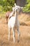 Alpaca in Grass