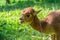 Alpaca grazes on the lawn