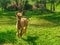 Alpaca grazes on the lawn