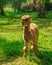 Alpaca grazes on the lawn