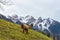 Alpaca grazes on a mountainside in the alps in Liechtenstein