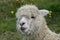 Alpaca grazes on the territory Inca prehistoric ruins in Chucuito near Puno, Titicaca lake area. Peru