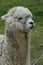 Alpaca grazes on the territory Inca prehistoric ruins in Chucuito near Puno, Titicaca lake area. Peru