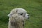 Alpaca grazes on the territory Inca prehistoric ruins in Chucuito near Puno, Titicaca lake area. Peru