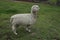 Alpaca grazes on the territory Inca prehistoric ruins in Chucuito near Puno, Titicaca lake area. Peru