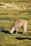 Alpaca Grazing