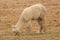 Alpaca Grazing