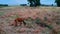 Alpaca grazing in field