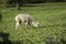 Alpaca grazing on grass in green field next to tree