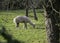 Alpaca grazing on grass in green field next to tree