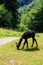 Alpaca grazing in green alpine meadow in Switzerland