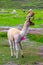 Alpaca grazing at Machu Picchu, Cuzco, Peru